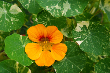 The flower of the garden nasturtium is orange against a background of variegated rounded leaves. Tropeolum. The concept of the interior of the urban jungle.A plant that looks like a hedge