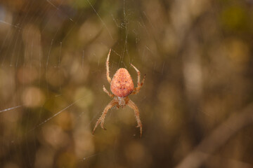 Bright spider Eriophora, a genus of orb-weaver spiders in its cobweb on forest background....