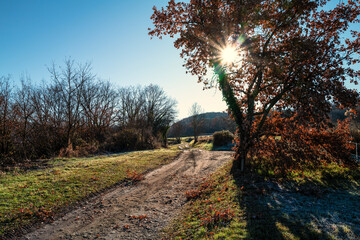 chemin de randonnée en hiver, rayons de soleil à travers un arbre