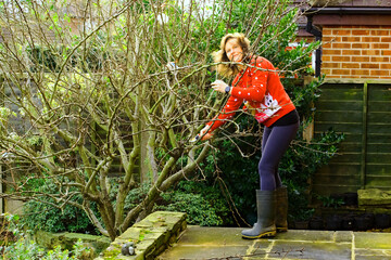 Winter pruning the Pear on Christmas Eve.