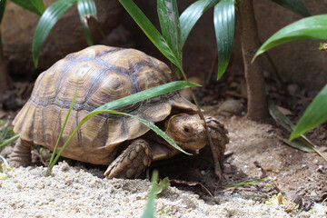 African Sulcata Tortoise Natural Habitat,Close up African spurred tortoise resting in the garden,...