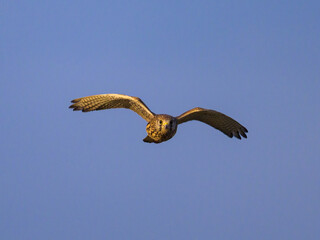 A Common Kestrel in flight on a sunny day in summer