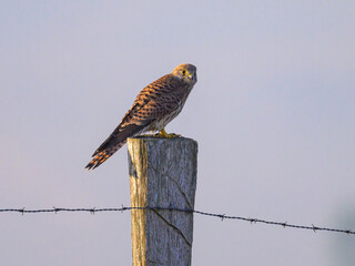 A Common Kestrel sitting on a wooden pole