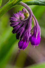 In the meadow, among wild herbs the comfrey Symphytum officinale is blooming