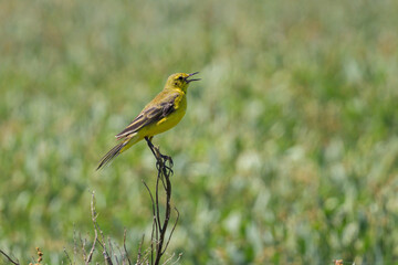 A Western Yellow wagtail sitting on a plant