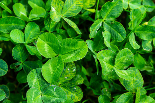 Four-leaf clover between three-leaf clovers. Green nature background. Four-leaf clover for a good luck. Special found. Rare found in the meadow. Green field covered by trifolium leaves with shamrock