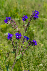 Obraz premium Anchusa officinalis, commonly known as the common bugloss or alkanet with green background