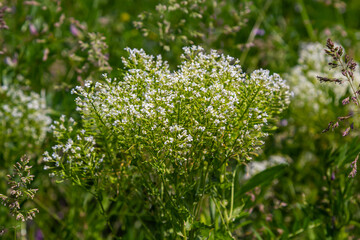 Lepidium draba creamy white inflorescence