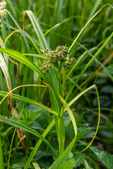 Scirpus sylvaticus is a species of flowering plant in the Cyperaceae family © Oleh Marchak