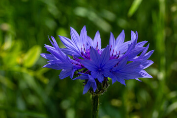 the blue cornflower centaurea cyanus is an edible plant - obrazy, fototapety, plakaty
