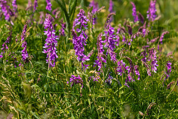 Vetch, vicia cracca valuable honey plant, fodder, and medicinal plant. Fragile purple flowers background. Woolly or Fodder Vetch blossom in spring garden