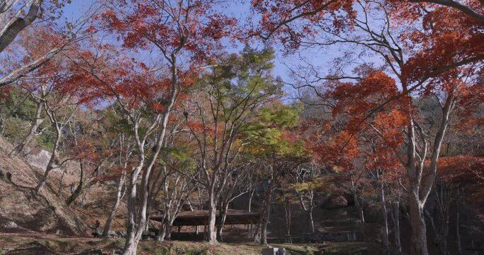Red leaves at Kasagiyama momiji park in Kyoto in autumn