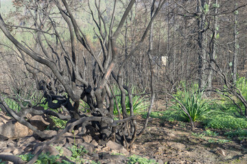 Charred bushes on the Canary Island of Tenerife after forest fires in 2023