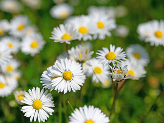 Gänseblümchen, Bellis perennis, in einer Nahaufnahme