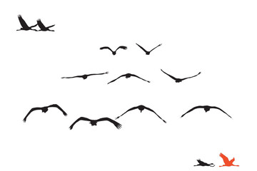 Flying cranes. Vector images. White background. 