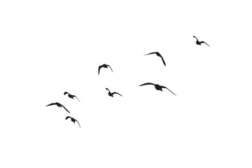 Birds flying in the sky with a natural distribution. Natural vector birds.