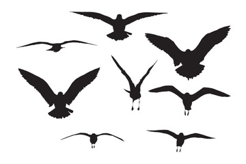 Flying gulls. Natural vector birds. White background. 