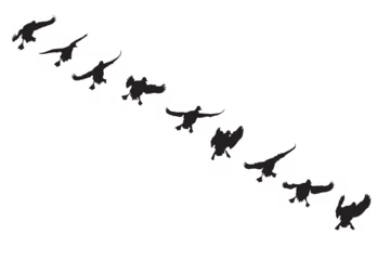 Fotobehang Flying ducks. Natural vector birds. White bacgrund.  © serkanmutan