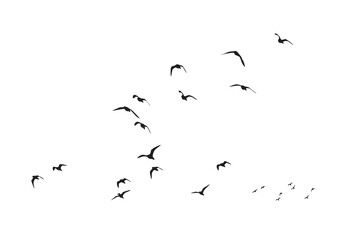 Birds flying in the sky with a natural distribution. Natural vector birds. - obrazy, fototapety, plakaty