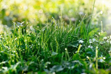 Backlit green grass stalks with dew drops closeup