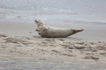 Adorable gray seal lounging in the sand near the shore of the ocean.