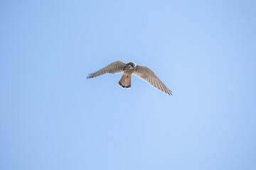 Common kestrel soaring through the sky with its wings spread wide.