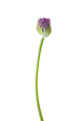 Allium flower bud isolated on white background. - 698964715