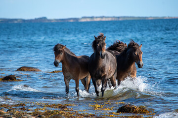 Pferde in der Brandung am Strand