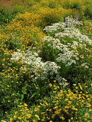 Obraz premium pretty field of yellow arctic poppies and white daisies in a meadow in the remote fishing village of nanortalik in southern greenland