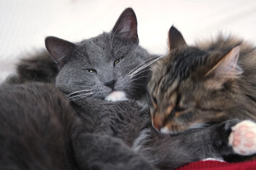 Two Cats Cuddling. Cat Couple. Cute Domestic Tabby Friendly Cats in Embrace Lying on the Bed. 2 Kitty Washing Together, Have Friendship. Feline Resting, Snuggling. Happy Beautiful Pets in Love Hugging