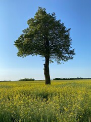 Rapeseed (Brassica napus L.var.napus) arable field tree in middle of field