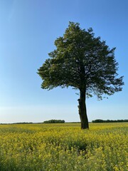 Rapeseed (Brassica napus L.var.napus) arable field tree in middle of field