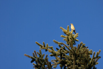 A yellow, female common crossbill (loxia curvirostra) is perched high in the top of a tree in the...