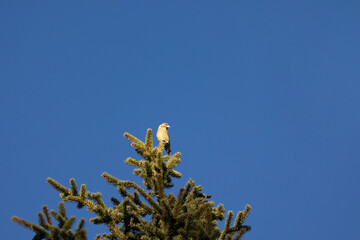 A yellow, female common crossbill (loxia curvirostra) is perched high in the top of a tree in the dolomite mountain region of Italy. Blue sky background.