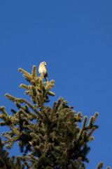 A yellow, female common crossbill (loxia curvirostra) is perched high in the top of a tree in the...