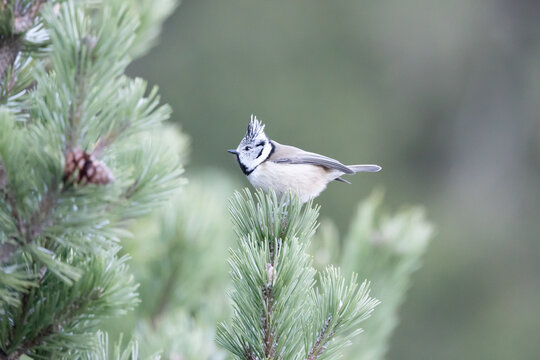 A single crested tit (lophophanes cristatus) perched in a conifer tree in the dolomite mountain region of Italy. In winter, December.