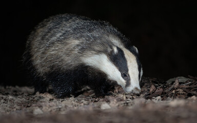Taken from a low angle at dusk is a close up portrait of a badger. It is foraging in the leaves and vegetation on the floor - 698975175