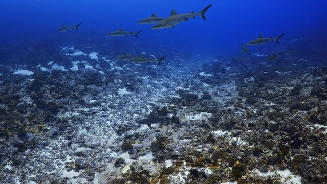 Grey Sharks in the South Pass of Fakarava in the middle of the South Pacific