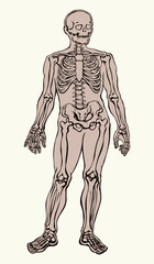 Fototapeta premium Human skeleton. Vector schematic drawing