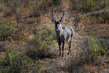 Waterbuck in the Masai Mara