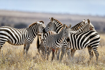 Zebra in the Savanna of Kenya - obrazy, fototapety, plakaty