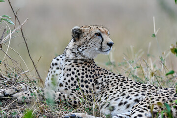 cheetah  in the vast wilderness of Africa © Herbert
