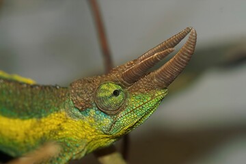 Closeup on a Jackson's or Three-horned Chameleon, Trioceros jacksonii sitting in the vegetation © Henk