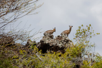 african Klipspringer in the Tsavo Nationalpark