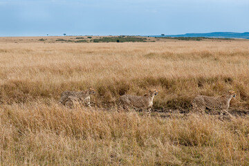 cheetah  in the vast wilderness of Africa © Herbert