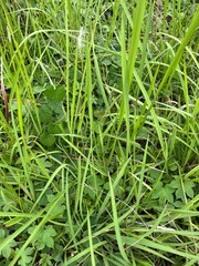 grass weeds and foliage in the yard