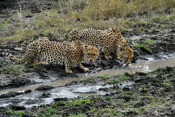 cheetah  in the vast wilderness of Africa