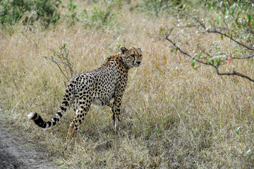 cheetah  in the vast wilderness of Africa