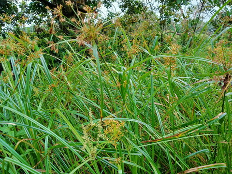  Cyperaceae grass or Cyperus rotundus or rusiga (in malay) in the meadow . photo taken in mnalaysia
