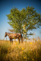 Obraz na płótnie Canvas Beautiful horses on a sunny day